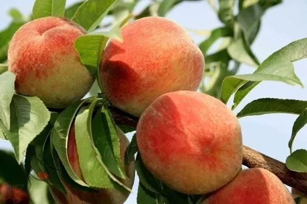 персик Золотая Москва