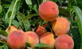 Persik-Zolotaya-Moskva