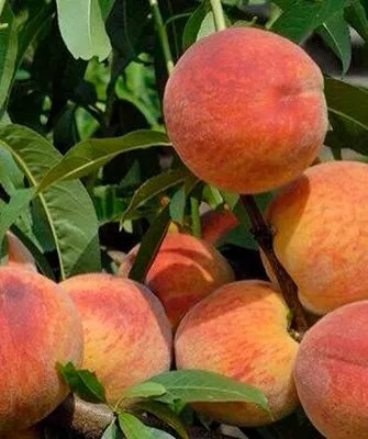 Persik-Zolotaya-Moskva