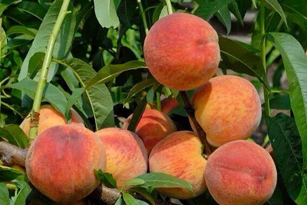 Persik-Zolotaya-Moskva