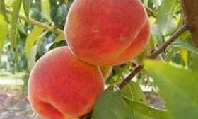 персики Чемпион