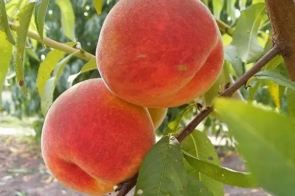 персики Чемпион