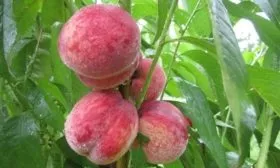 персики сорта Чемпион