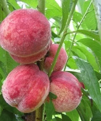 персики сорта Чемпион