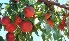 персики сорта Красная Москва