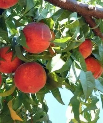 персики сорта Красная Москва