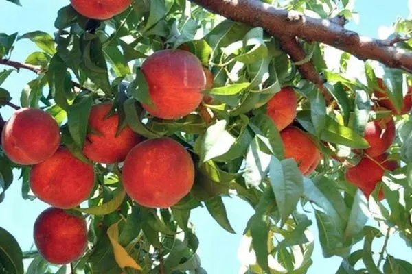 персики сорта Красная Москва