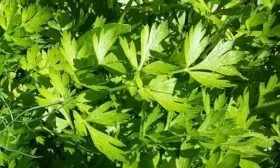 петрушка Бисер