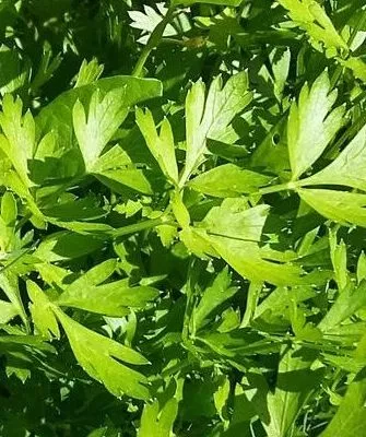 петрушка Бисер