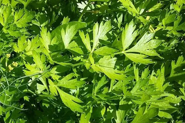 петрушка Бисер