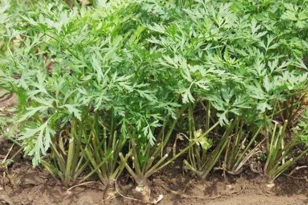 надземная часть петрушки Игл