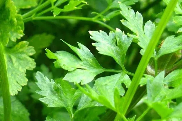 петрушка бисер крупным планом