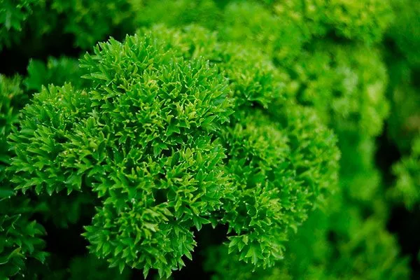 Петрушка Мооскраузе кучерявая