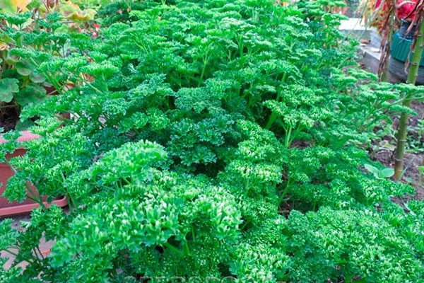 Петрушка Мооскраузе на грядке