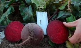 История селекции