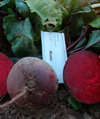 История селекции