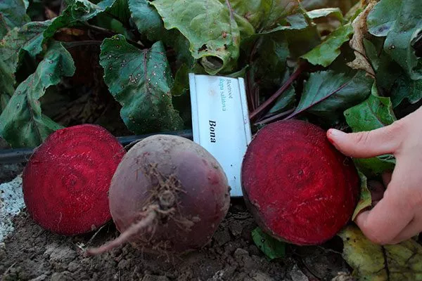 История селекции