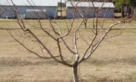 Посадка Белгородского