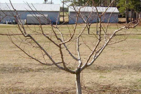Посадка Белгородского