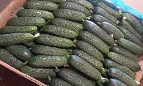 Сбор и применение урожая