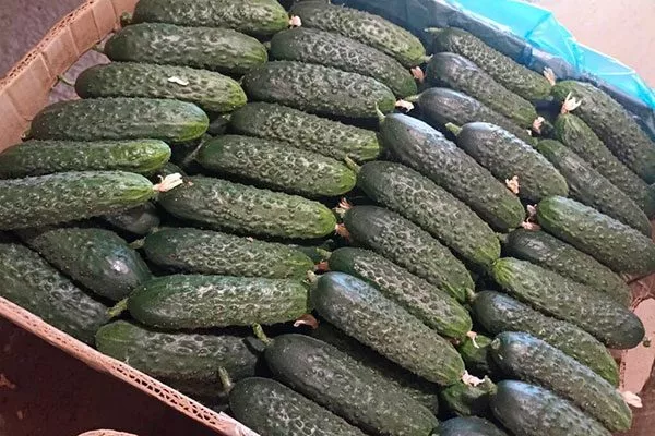 Сбор и применение урожая