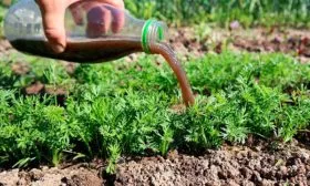 Питание растений