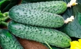 плод огурца сорта Любовь