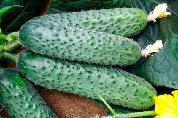 плод огурца сорта Любовь