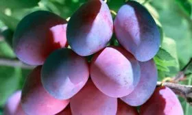 Плоды и их вкусовые характеристики