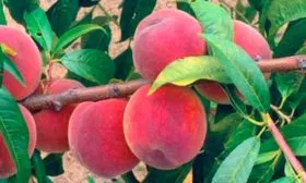 Срок созревания, самоплодность и урожайность