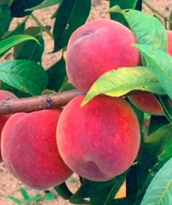 Срок созревания, самоплодность и урожайность