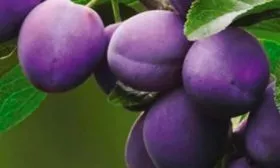 Плоды и их вкусовые характеристики