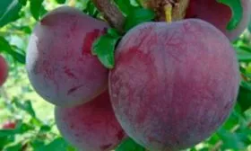 Плоды и их вкусовые характеристики