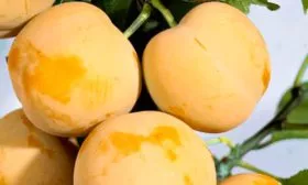 Плоды и их вкусовые характеристики