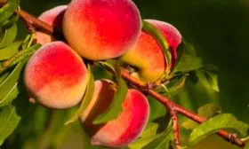 Внешний вид дерева2