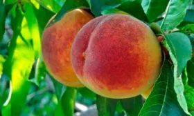 Плоды и их вкусовые характеристики