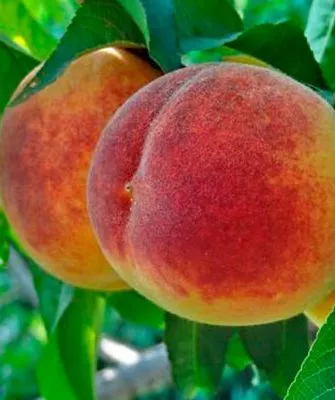 Плоды и их вкусовые характеристики