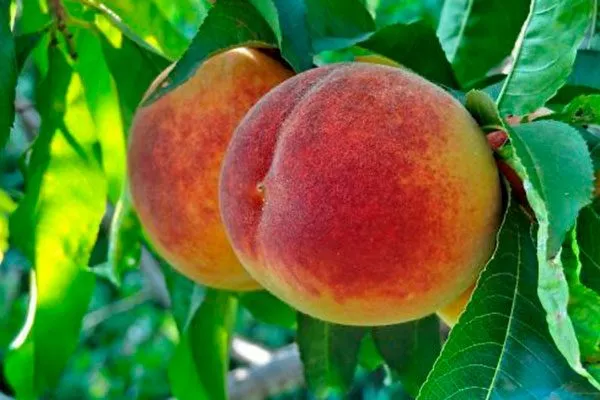 Плоды и их вкусовые характеристики