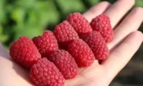 плоды малины Каскад Делайт