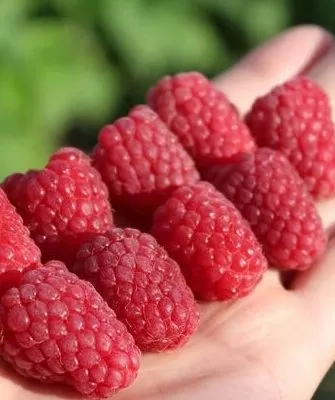 плоды малины Каскад Делайт