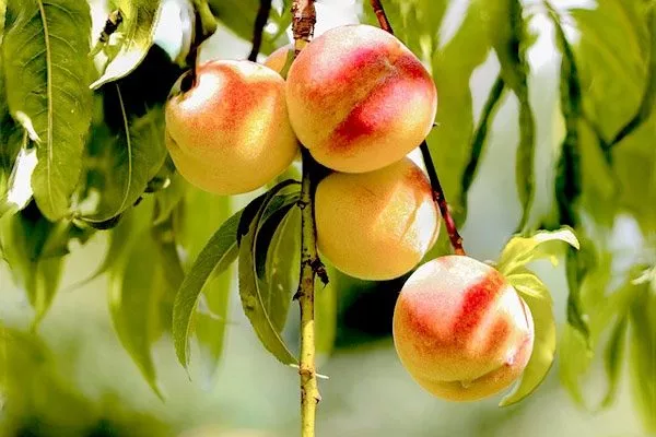 плоды персика Ветеран