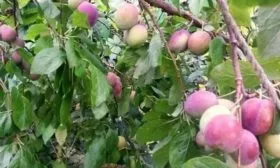 плоды сливы Память Тимирязева