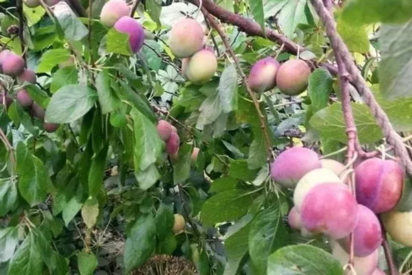 плоды сливы Память Тимирязева