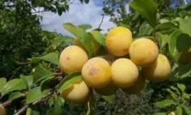 плоды сливы Светлячок