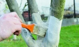 побелка деревьев весной