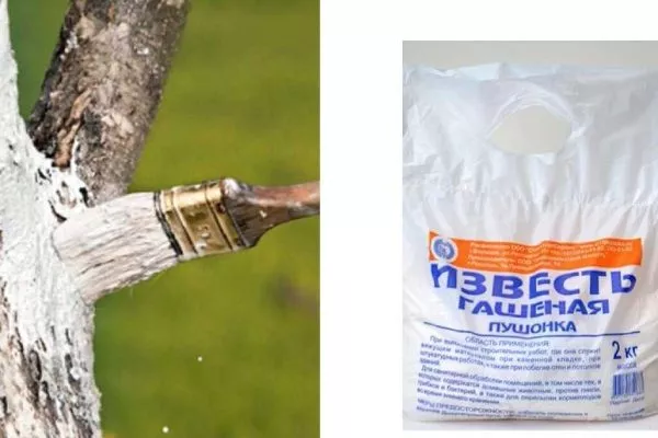 побелка известью грецкого ореха чандлер