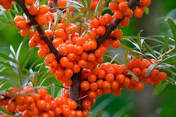 Подарок саду