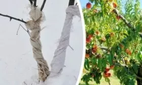Подготовка деревьев персика Гринсборо к зиме
