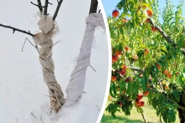 Подготовка деревьев персика Гринсборо к зиме