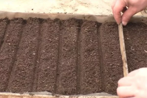 подготовка грунта под посев лука Русский зимний